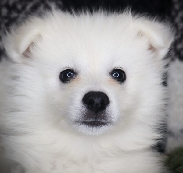 [#251745-01]  - White M American Eskimo Dog Puppies For Sale