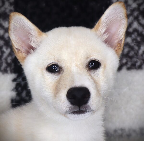 [#251709-03]  - Cream F Shiba Inu Puppies For Sale