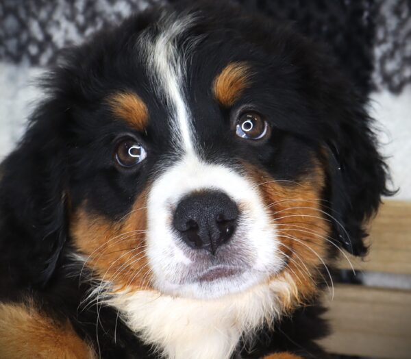 [#251803-04]  - Black White / Tan F Bernese Mountain Dog Puppies For Sale