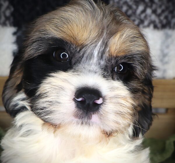[#251581-02]  - Blue Merle / Tan M Cavachon Puppies For Sale