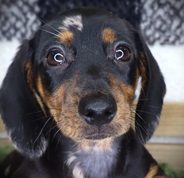 [#251690-02]  - Blue Dapple M Dachshund Puppies For Sale