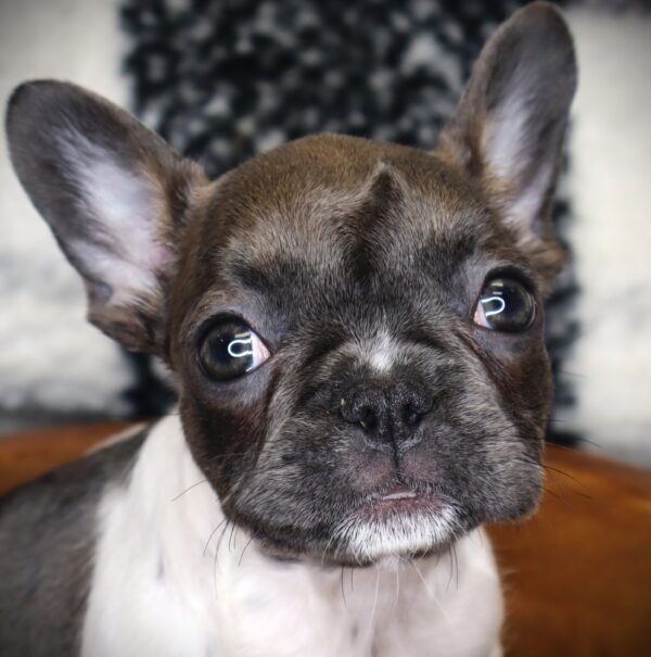 [#251541-07]  - Blue / White F French Bulldog Puppies For Sale