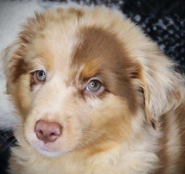 [#251664-05]  - Red Merle M Australian Shepherd Puppies For Sale
