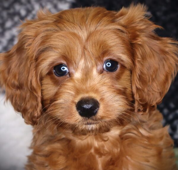 [#251687-02]  - Red M Cavapoo F2 Puppies For Sale