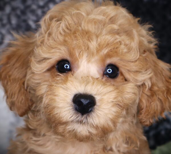 [#251720-03]  - Red M Poodle Puppies For Sale