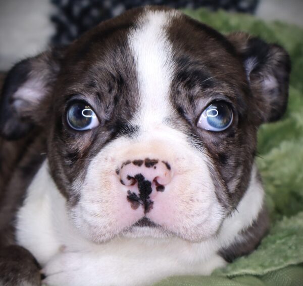 [#251729-04]  - Blue Merle / White M Boston Terrier Puppies For Sale