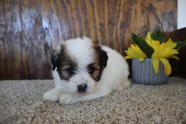 [#251824-04]  - White F Pomeranian/Yorkie Puppies For Sale