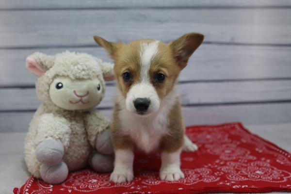 [#251993-02]  - Sable / White M Pembroke Welsh Corgi Puppies For Sale