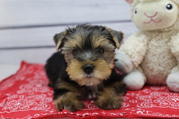 [#251750-08]  - Black / Tan F Yorkshire Terrier Puppies For Sale