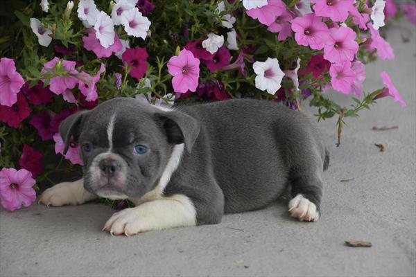 [#251815-03]  - Black / White M Boston Bulldog Puppies For Sale