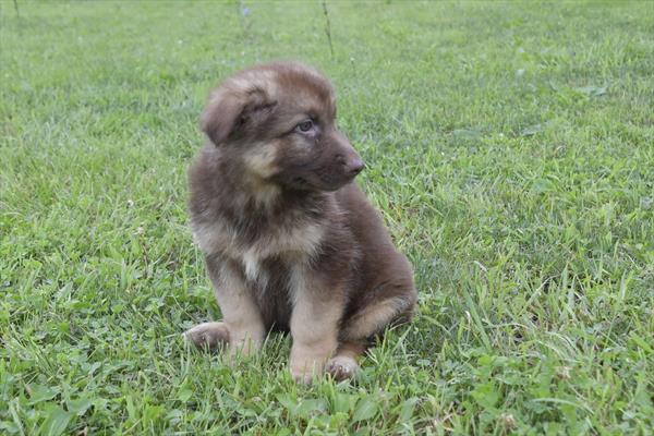 [#251795-06]  - Red F German Shepherd Dog Puppies For Sale