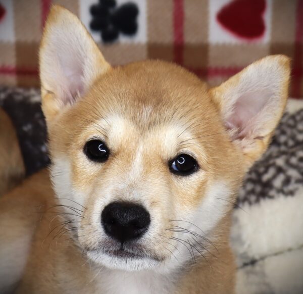 [#251703-03]  - Red Sesame F Shiba Inu Puppies For Sale
