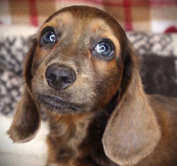 [#251811-02]  - Blue M Dachshund Puppies For Sale