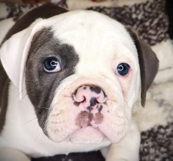 [#251818-02]  - Blue / White M Olde English Bulldog Puppies For Sale
