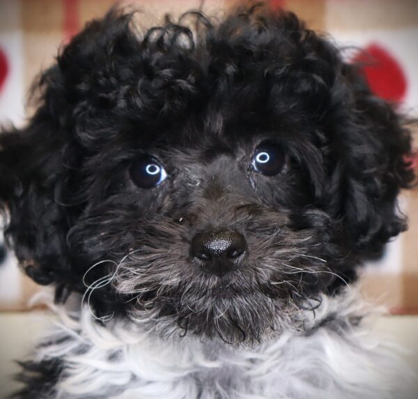 [#251822-01]  - Black / White F Poodle Puppies For Sale