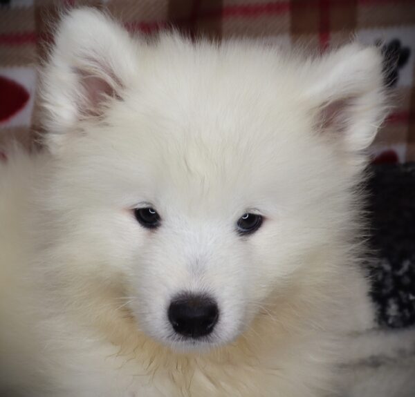 [#251827-03]  - White F Samoyed Puppies For Sale