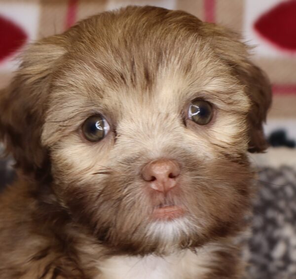 [#251837-03]  - Chocolate / White M Havatzu Puppies For Sale