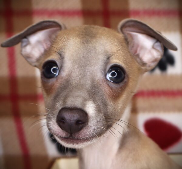 [#251862-01]  - Blue Fawn M Italian Greyhound Puppies For Sale