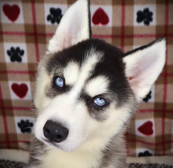 [#252079-06]  - Black / White F Siberian Husky Puppies For Sale