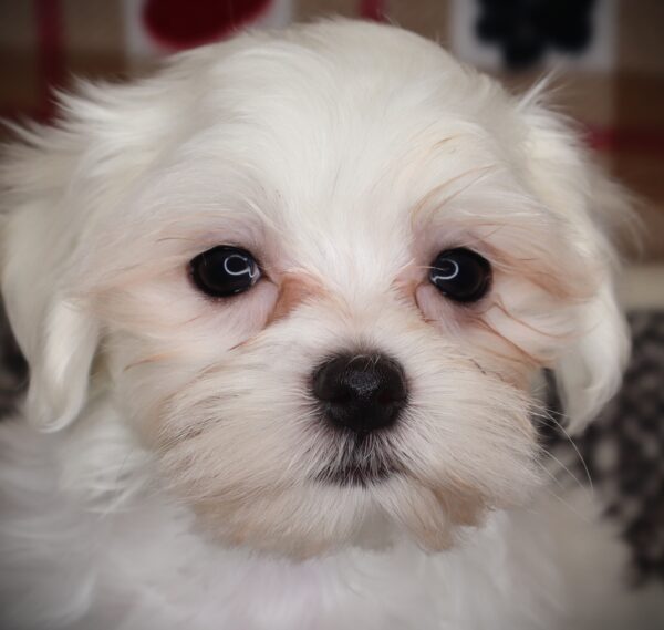 [#251896-02]  - White M Maltese Puppies For Sale