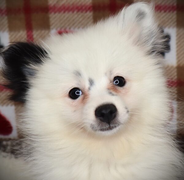 [#251656-03]  - White F Pomeranian Puppies For Sale
