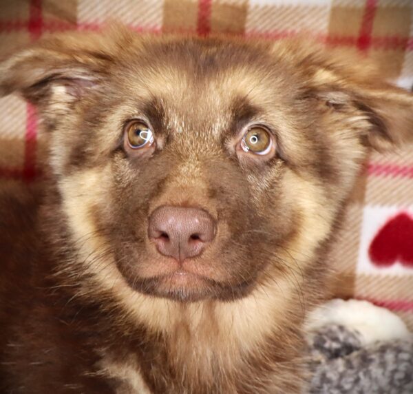 [#251795-06]  - Red F German Shepherd Dog Puppies For Sale