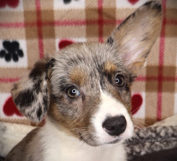 [#251854-05]  - Blue Merle F Cardigan Welsh Corgi Puppies For Sale