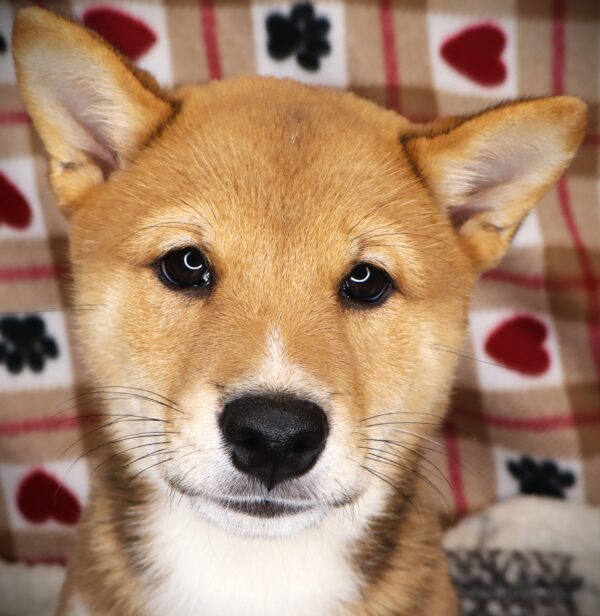 [#251912-03]  - Red Sesame M Shiba Inu Puppies For Sale