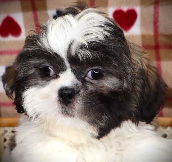 [#251935-02]  - White / Brindle M Shih Tzu Puppies For Sale
