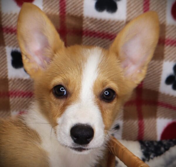 [#251993-02]  - Sable / White M Pembroke Welsh Corgi Puppies For Sale