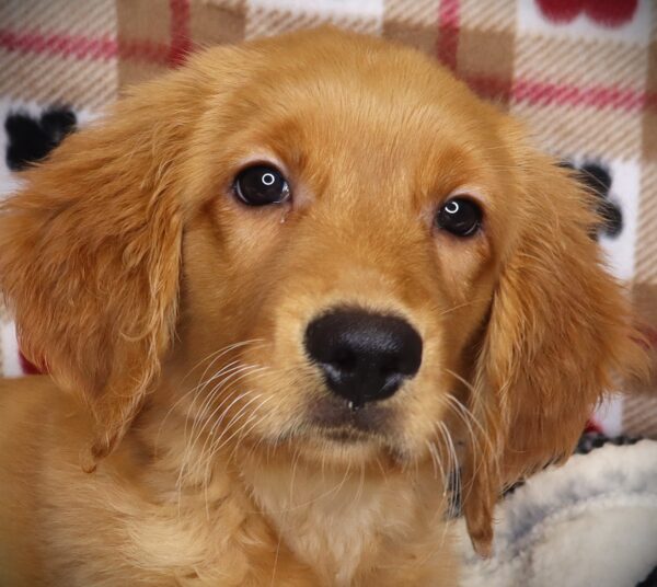 [#258-05]  - F Golden Retriever Puppies For Sale