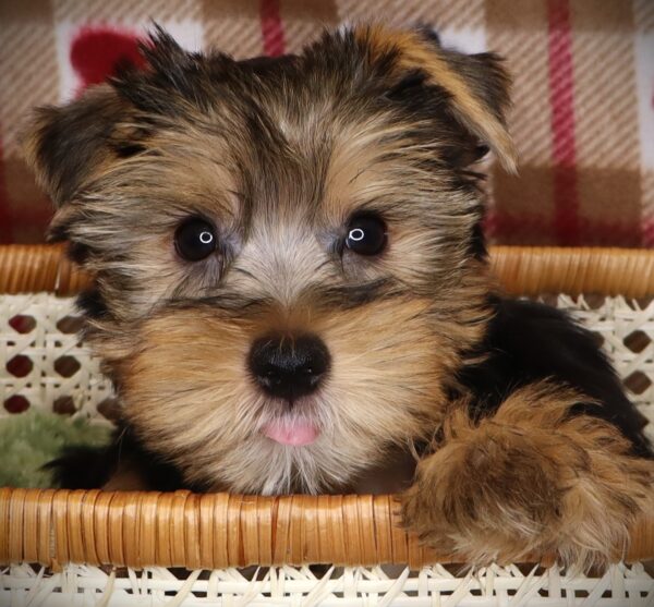 [#251750-08]  - Black / Tan F Yorkshire Terrier Puppies For Sale