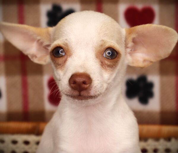 [#251787-02]  - Cream / White M Chihuahua Puppies For Sale
