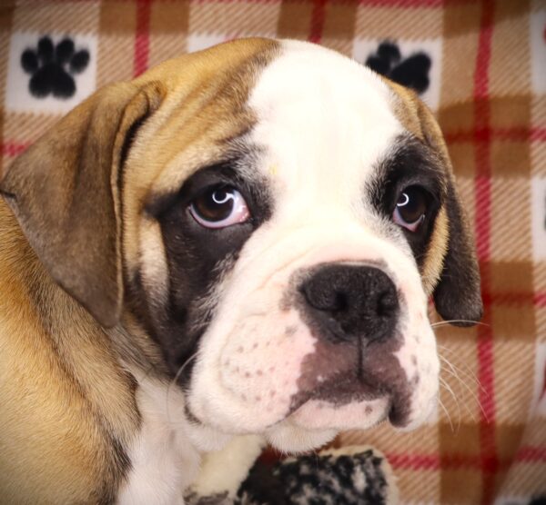 [#251819-05]  - Brown / White F Olde English Bulldog Puppies For Sale