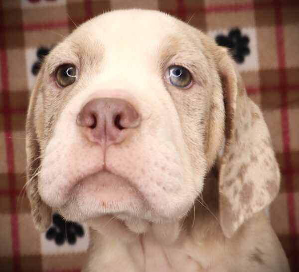 [#251842-02]  - Lilac Merle M Beabull 2nd Gen Puppies For Sale