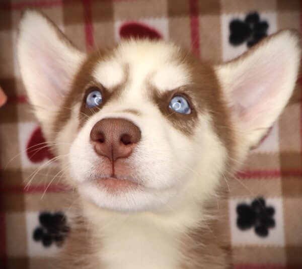 [#251849-08]  - Red / White F Siberian Husky Puppies For Sale