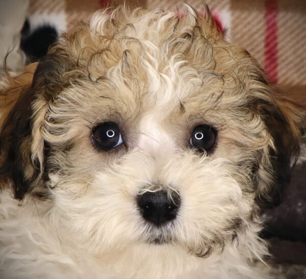 [#251949-04]  - Brown / White M Havachon Puppies For Sale