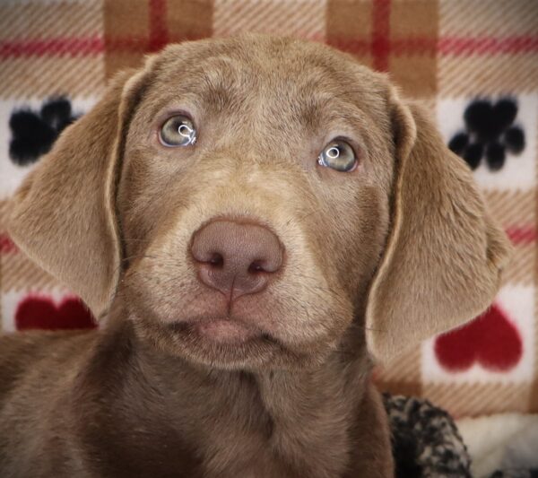 [#252044-04]  - Silver F Labrador Retriever Puppies For Sale