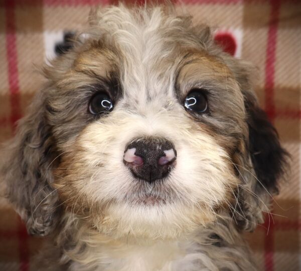 [#252112-06]  - Blue Merle / Tan M Bernedoodle Puppies For Sale