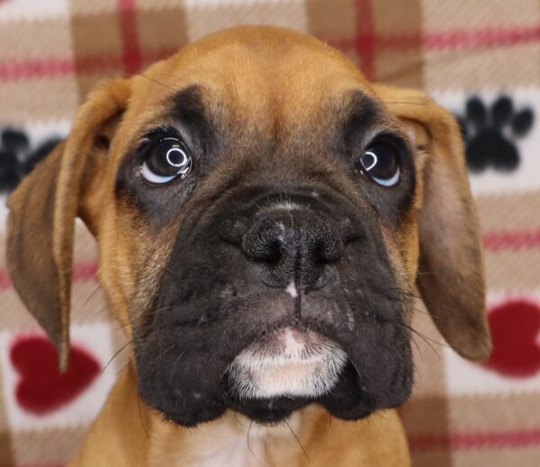 [#252235-05]  - Fawn / White M Boxer Puppies For Sale