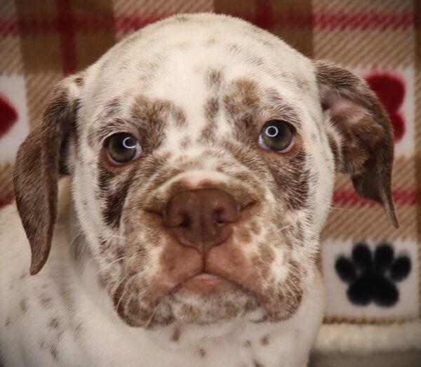 [#252267-04]  - Chocolate / White F Bullmatian 2nd Gen Puppies For Sale