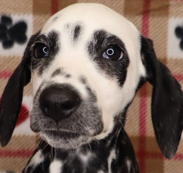 [#252297-04]  - White F Dalmatian Puppies For Sale