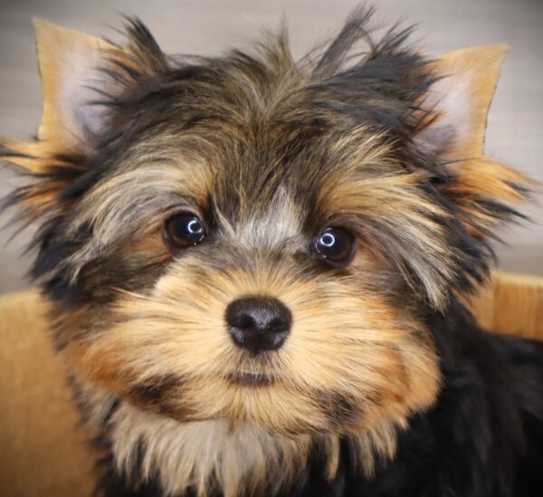 [#251626-01]  - Black / Tan M Yorkshire Terrier Puppies For Sale
