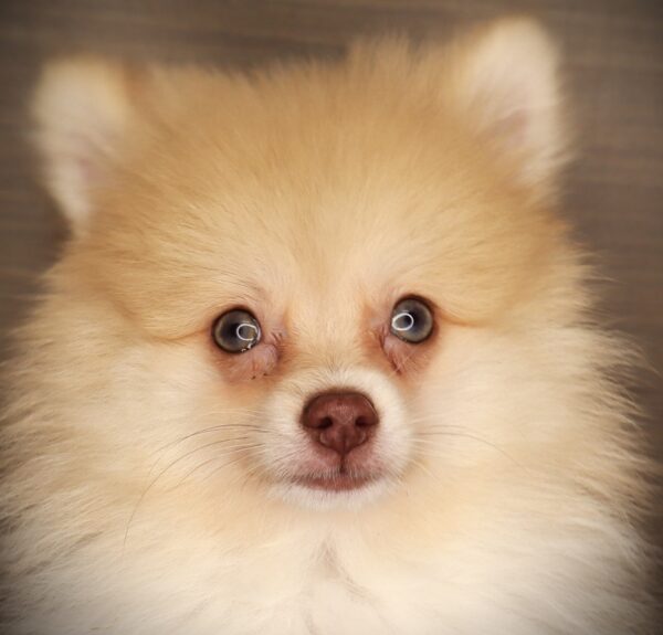 [#251910-03]  - Tan / White M Pomeranian Puppies For Sale