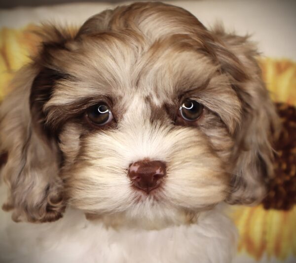 [#251961-06]  - Chocolate Merle F Cock A Poo Puppies For Sale