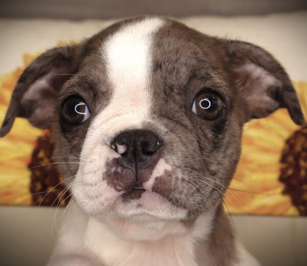 [#252016-01]  - Blue Merle / White M Boston Terrier Puppies For Sale