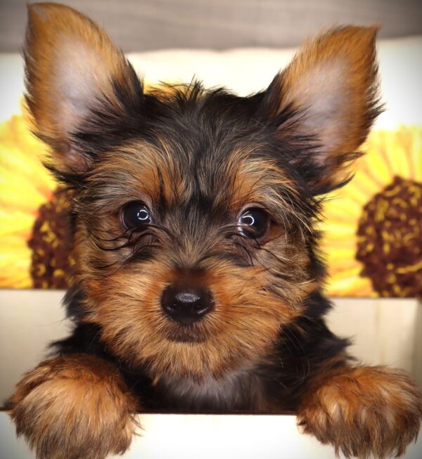 [#252036-04]  - Black / Tan F Yorkshire Terrier Puppies For Sale
