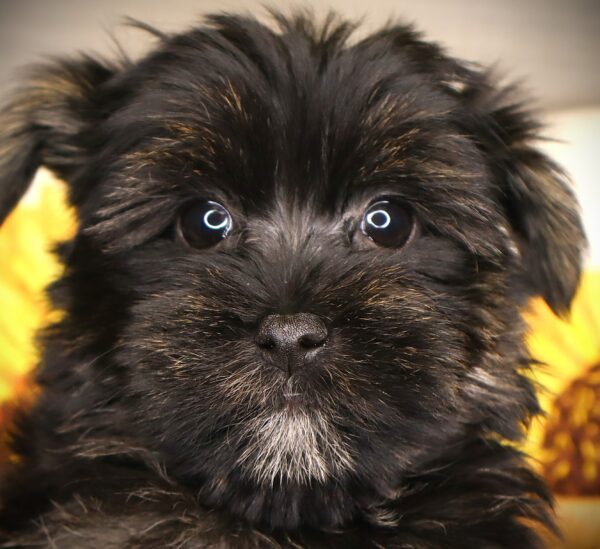 [#252041-01]  - M Morkie Puppies For Sale