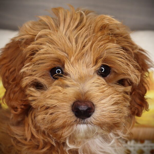 [#252052-05]  - Brown F Maltipoo Puppies For Sale