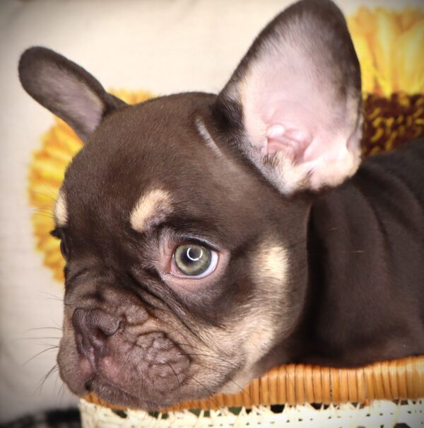 [#252074-01]  - Chocolate / Tan M French Bulldog Puppies For Sale